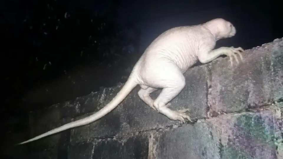 ¿Nuevo Chupacabras? VIDEO: Extraña criatura causa temor en Ciudad Juárez y esto se sabe