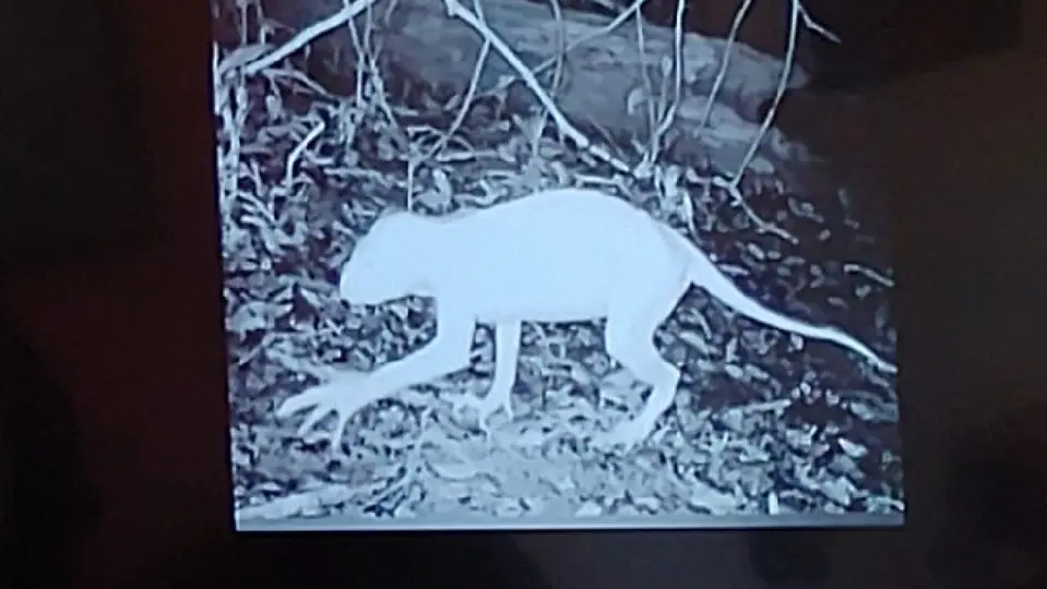 Hasta el momento no se sabe de dónde pudo salir la extraña especie / Especial