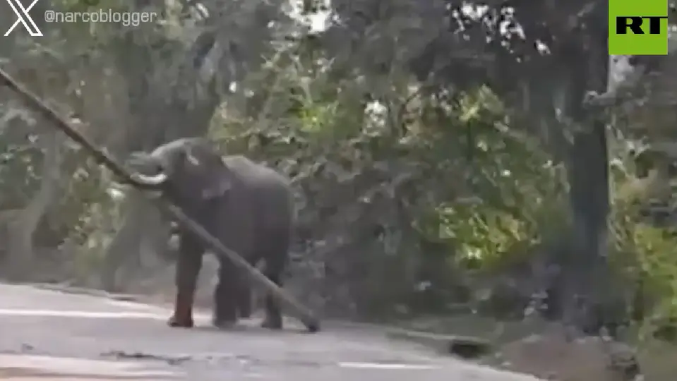 Un elefante provocó momentos de pánico en Ramnagar, India / Especial