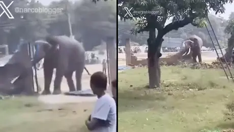 VIDEO: Captan a elefante furioso destruyendo todo a su paso