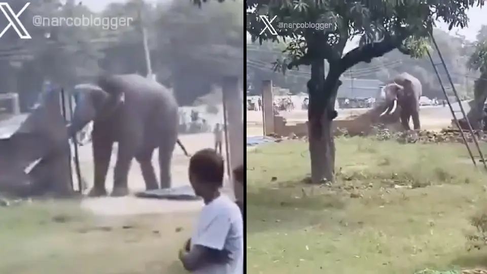 VIDEO: Captan a elefante furioso destruyendo todo a su paso