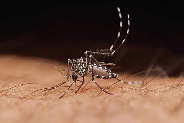 Los jejenes, pequeños insectos del género Culicoides, son considerados posibles transmisores del virus Shamonda mediante sus picaduras./ Pixabay