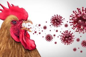 Japón sacrifica alrededor de 50,000 pollos debido a un brote de gripe aviar