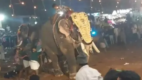 VIDEO: Elefante se sale de control en la India; hay 23 personas heridas