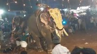 VIDEO: Elefante se sale de control en la India; hay 23 personas heridas