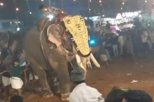 VIDEO: Elefante se sale de control en la India; hay 23 personas heridas