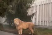 VIDEO: León se pasea por calles de Ocoyoacac, Estado de México