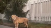 VIDEO: León se pasea por calles de Ocoyoacac, Estado de México