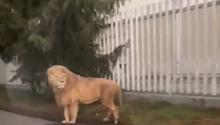 VIDEO: León se pasea por calles de Ocoyoacac, Estado de México