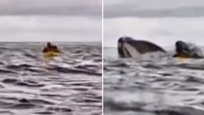 VIDEO: Ballena se traga a joven como en 'Moby Dick'