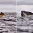 VIDEO: Ballena se traga a joven como en 'Moby Dick'