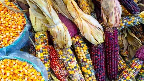 Estados Unidos gana disputa por maíz transgénico contra México en el T-MEC