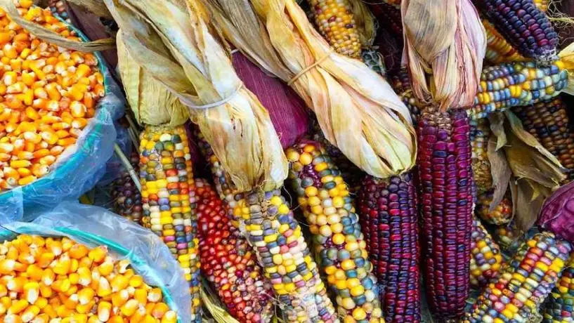 Estados Unidos gana disputa por maíz transgénico contra México en el T-MEC