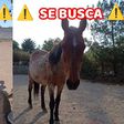 ¡Se buscan! Roban burros y caballos del santuario ‘Burrolandia’, en el EDOMEX