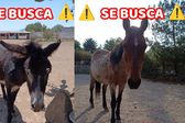 ¡Se buscan! Roban burros y caballos del santuario ‘Burrolandia’, en el EDOMEX