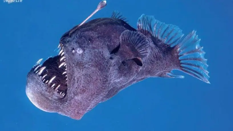 VIDEO: Pez Diablo Negro es visto por primera vez en la superficie marina