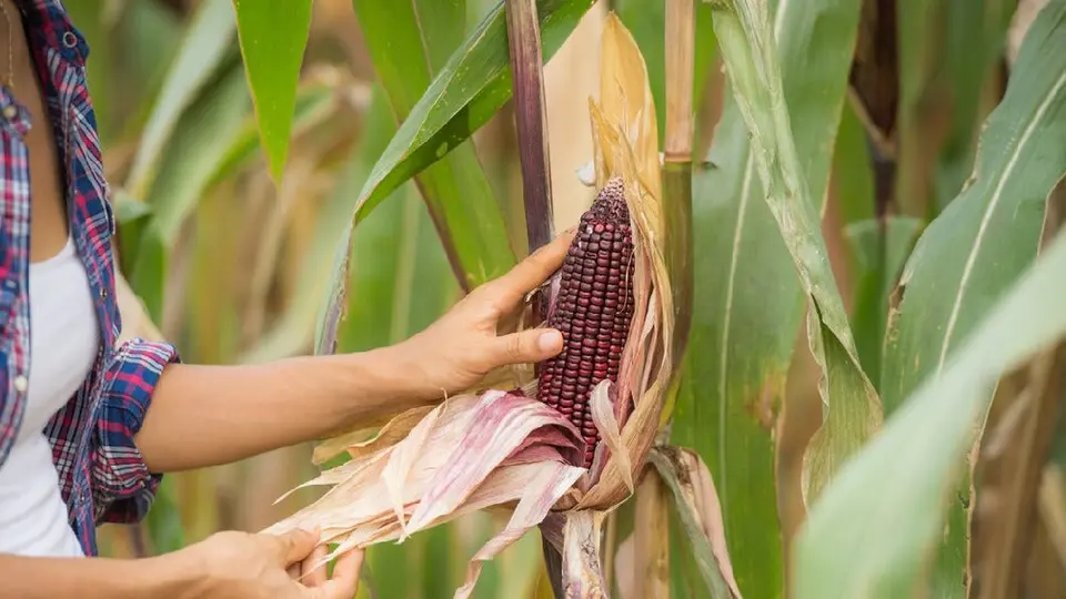 México prohibiría la siembra de maíz transgénico para 2025