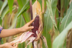México prohibiría la siembra de maíz transgénico para 2025
