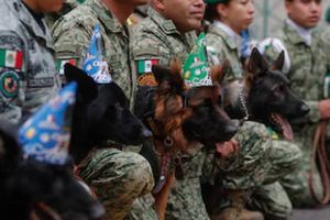 Perrotón 2025: Defensa convoca a una caminata con tu lomito