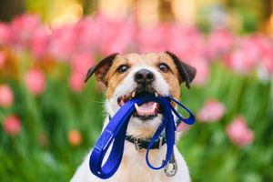 ¿Quieres saber cómo pagar multas vehiculares paseando perritos? ¡Aquí te lo contamos!