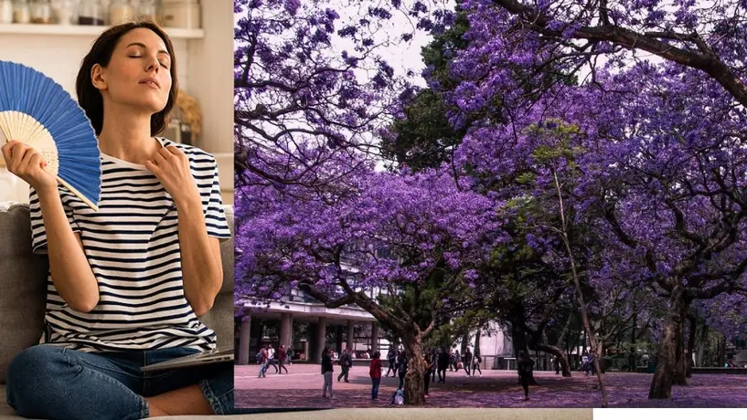 Conoce qué es la primavera adelantada, razón por la que hace calor en invierno y hay jacarandas