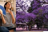 Conoce qué es la primavera adelantada, razón por la que hace calor en invierno y hay jacarandas
