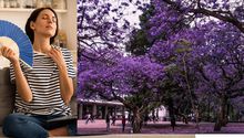 Conoce qué es la primavera adelantada, razón por la que hace calor en invierno y hay jacarandas