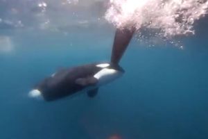 Tres orcas atacan a veleros que competían en The Ocean Race Sprint