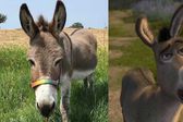 Murió ‘Perry’, el burro que inspiró personaje en la película de Shrek