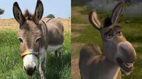Murió ‘Perry’, el burro que inspiró personaje en la película de Shrek