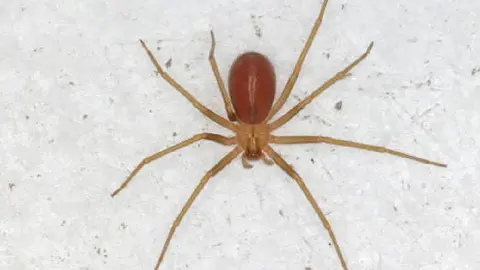 ¡Turista en Puebla mordido por araña violinista paga 90 mil pesos por antídoto!