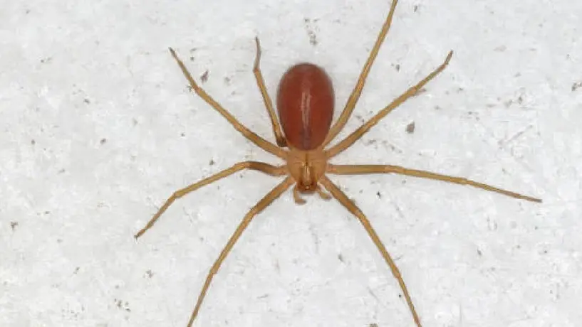¡Turista en Puebla mordido por araña violinista paga 90 mil pesos por antídoto!