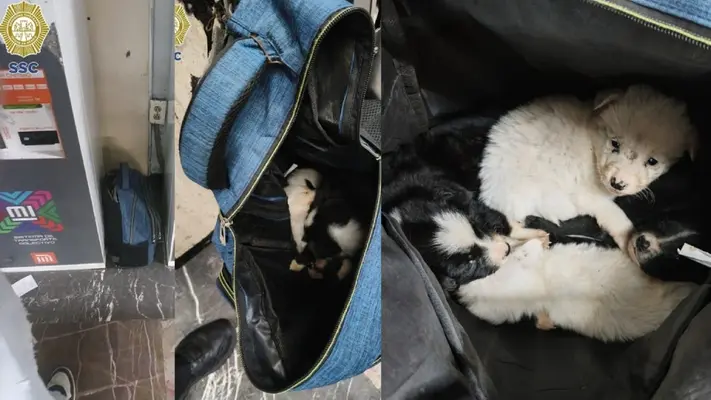 Rescatan a cuatro perritos dentro de una mochila que abandonaron en la estación Indios Verdes