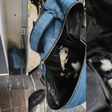 Rescatan a cuatro perritos dentro de una mochila que abandonaron en la estación Indios Verdes