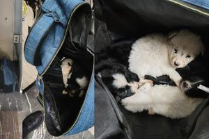 Rescatan a cuatro perritos dentro de una mochila que abandonaron en la estación Indios Verdes