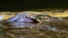 Ballena jorobada es encontrada muerta en playas de Mazatlán