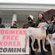 Corea del Sur prohibirá el consumo de carne de perro