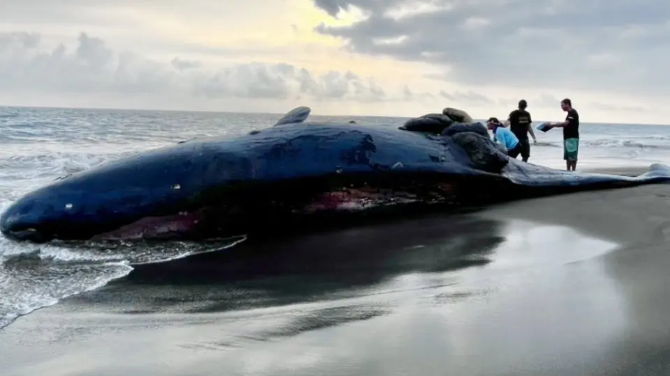 ¡Triste noticia! Sepultan a ballena muerta en playa de Colima