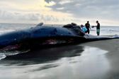 ¡Triste noticia! Sepultan a ballena muerta en playa de Colima