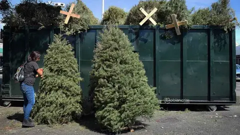 Gobierno de Monterrey instala 46 centros de acopio para reciclar pinos de navidad y transformarlos en composta