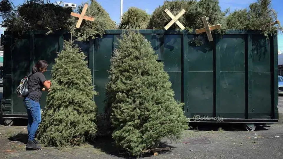Gobierno de Monterrey instala 46 centros de acopio para reciclar pinos de navidad y transformarlos en composta