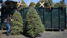 Gobierno de Monterrey instala 46 centros de acopio para reciclar pinos de navidad y transformarlos en composta