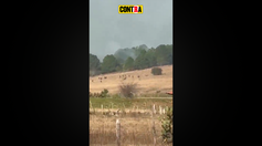 La Caída De “El MENCHO” En Sus Últimas Horas