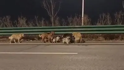 VIDEO: Siete perros escapan luego de ser robados y recorren 17 km para regresar a casa