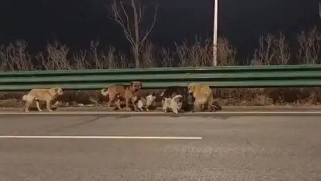 VIDEO: Siete perros escapan luego de ser robados y recorren 17 km para regresar a casa