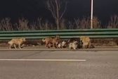 VIDEO: Siete perros escapan luego de ser robados y recorren 17 km para regresar a casa