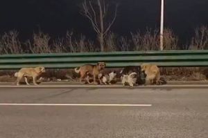VIDEO: Siete perros escapan luego de ser robados y recorren 17 km para regresar a casa