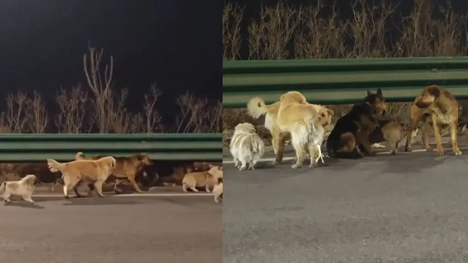 El video de los perros aventureros se ha hecho viral en redes sociales/X: @ULTIMAHORAENX