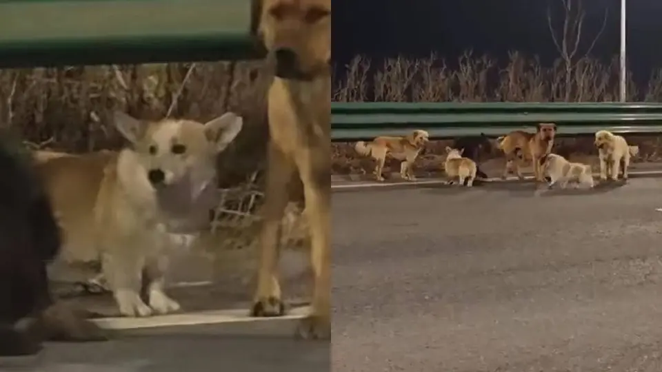 El grupo de perritos habría sido liderado por un pequeño corgi/X: @ULTIMAHORAENX