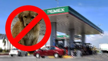 De héroe viral a desempleado: el indignante despido de un gasolinero por bañar perritos en su descanso